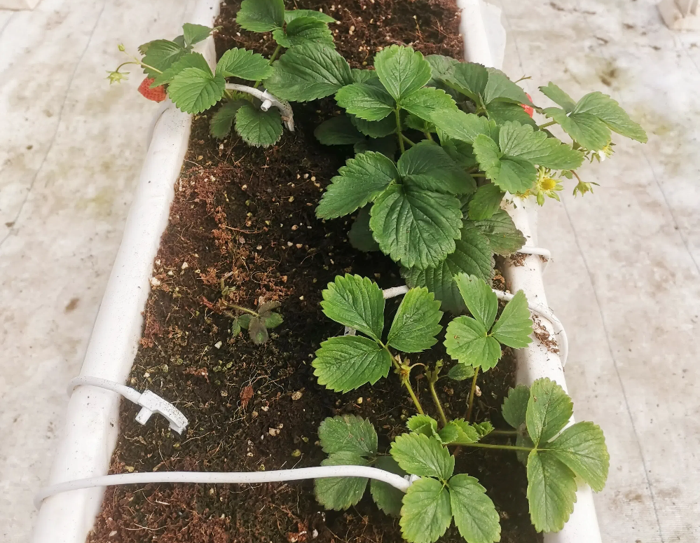 如何促進(jìn)草莓花芽分化？草莓花芽分化期如何管理？